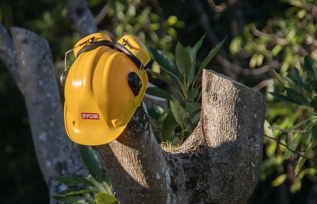 剪定された木と安全ヘルメット