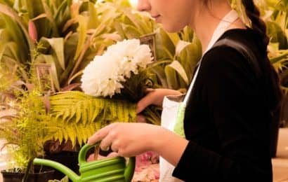 観葉植物の育て方徹底解説 肥料や水やり 冬越し 病害虫対策など 農業 ガーデニング 園芸 家庭菜園マガジン Agri Pick