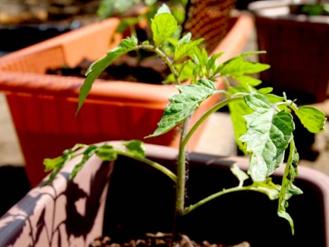 種まきから始めるトマト栽培 おすすめ品種や苗づくりの仕方教えます 農業 ガーデニング 園芸 家庭菜園マガジン Agri Pick