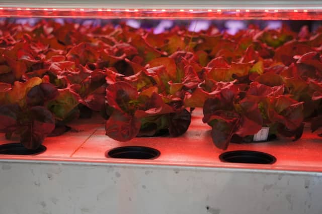 植物育成ledライトで植物はもっと簡単に育てられる おすすめキットを紹介 農業 ガーデニング 園芸 家庭菜園マガジン Agri Pick