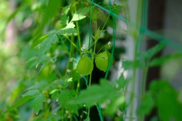 グリーンカーテンはしっかり固定 ネットの張り方 固定方法 農業 ガーデニング 園芸 家庭菜園マガジン Agri Pick