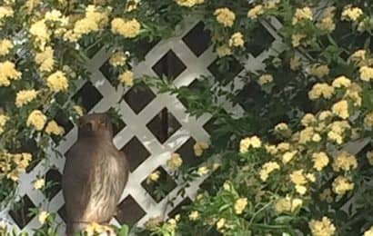 お庭のアーチに最適 モッコウバラの育て方のコツ 農業 ガーデニング 園芸 家庭菜園マガジン Agri Pick