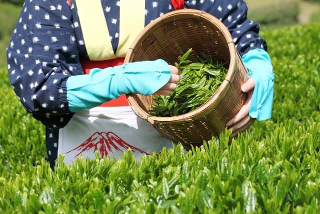 全国版 お茶摘み体験できるおすすめ茶園 農業 ガーデニング 園芸 家庭菜園マガジン Agri Pick