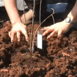 ブルーベリーの苗を植える