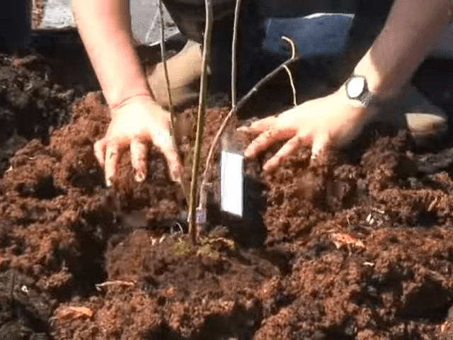 ブルーベリーを育てる土の作り方｜地植えの配合＆鉢植えの配合や土壌改良などプロテクニックを大公開！