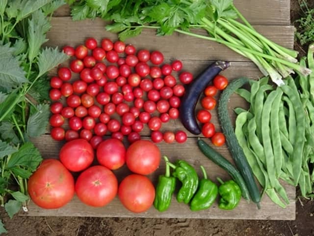 家庭菜園初心者におすすめの野菜25選と始め方｜プロが厳選！無農薬でも育てられる品目と栽培方法を一挙紹介