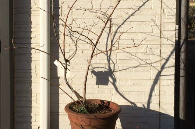 ブルーベリーの剪定方法 適切な時期は冬 それとも夏 鉢植えの場合は 農業 ガーデニング 園芸 家庭菜園マガジン Agri Pick