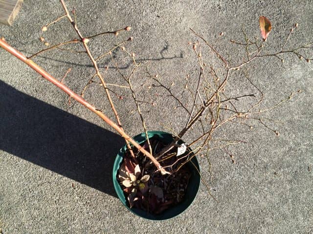 ブルーベリーの剪定方法 適切な時期は冬 それとも夏 鉢植えの場合は 農業 ガーデニング 園芸 家庭菜園マガジン Agri Pick