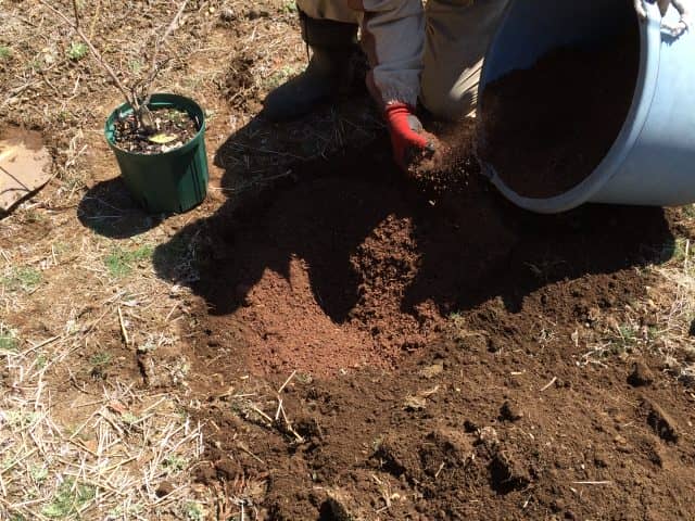 ブルーベリー栽培の土作り 地植え 鉢植えの違いや適した時期をご紹介 農業 ガーデニング 園芸 家庭菜園マガジン Agri Pick