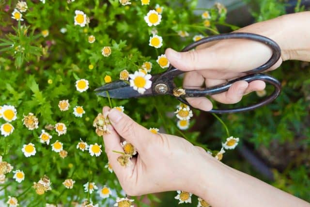 植木鋏のおすすめ11選 選び方から使い方まで徹底マニュアル 農業 ガーデニング 園芸 家庭菜園マガジン Agri Pick