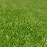 芝生の種類を知ろう 手入れのしやすい 強くて丈夫な芝生は 農業 ガーデニング 園芸 家庭菜園マガジン Agri Pick