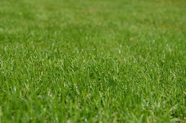 芝生の種類を知ろう 手入れのしやすい 強くて丈夫な芝生は 農業 ガーデニング 園芸 家庭菜園マガジン Agri Pick