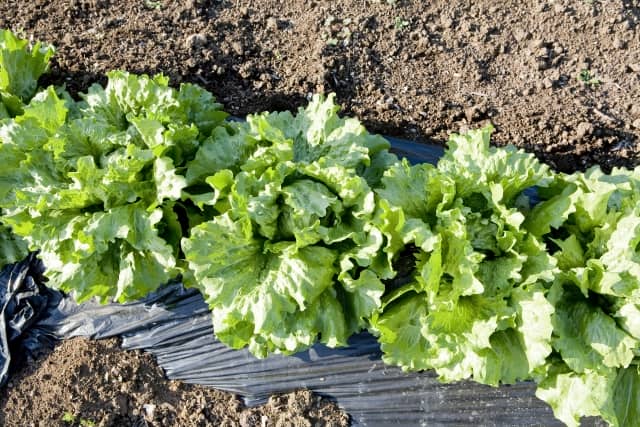 野菜を上手に育てるテクニック 効果的なマルチシートの選び方 農業 ガーデニング 園芸 家庭菜園マガジン Agri Pick