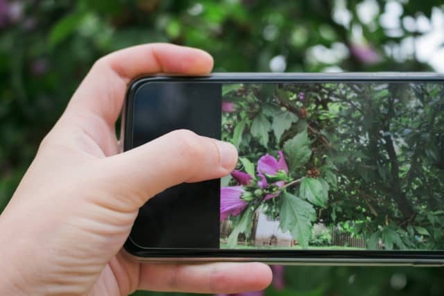 スマートフォンで植物を撮影する人