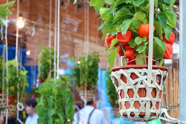 鑑賞用 食用 ほおずきはトマト風味 育て方から食べ方まで 農業 ガーデニング 園芸 家庭菜園マガジン Agri Pick