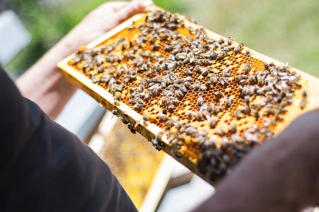 静かなブーム！家の庭や畑でできる週末養蜂 | 基礎知識とスタートキット紹介｜農業・ガーデニング・園芸・家庭菜園マガジン[AGRI PICK]