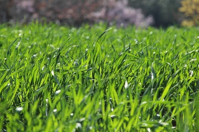 芝生の雑草対策 おすすめの除草剤もご紹介 農業 ガーデニング 園芸 家庭菜園マガジン Agri Pick