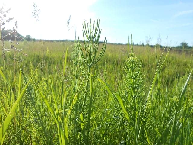 芝生の雑草対策 おすすめの除草剤もご紹介 農業 ガーデニング 園芸 家庭菜園マガジン Agri Pick