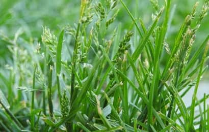 芝生の雑草対策 雑草の種類から除草方法を選ぶポイントは 農業 ガーデニング 園芸 家庭菜園マガジン Agri Pick