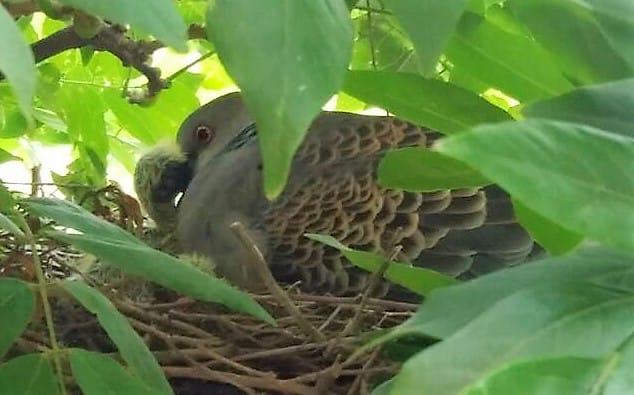 ベランダや電線の鳥を撃退！】効果的な鳥よけ対策＆100均グッズを紹介｜農業・ガーデニング・園芸・家庭菜園マガジン[AGRI PICK]