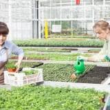 育苗ポット 育苗箱 トレイの使い方 種類やサイズはどう選ぶ 農業 ガーデニング 園芸 家庭菜園マガジン Agri Pick