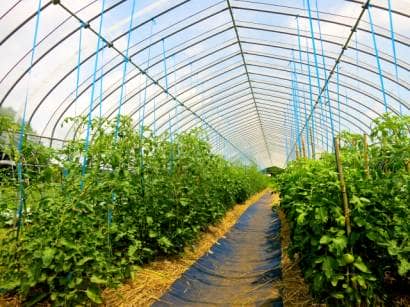 誘引がトマトの収穫量や期間を左右する 小規模農家が実践する収量アップの秘訣 農業 ガーデニング 園芸 家庭菜園マガジン Agri Pick
