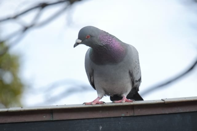 ベランダや電線の鳥を撃退！】効果的な鳥よけ対策＆100均グッズを紹介｜農業・ガーデニング・園芸・家庭菜園マガジン[AGRI PICK]