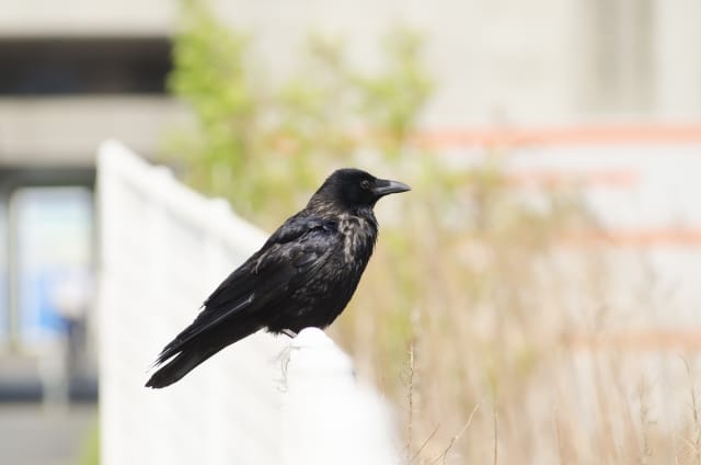 ベランダや電線の鳥を撃退！】効果的な鳥よけ対策＆100均グッズを紹介｜農業・ガーデニング・園芸・家庭菜園マガジン[AGRI PICK]