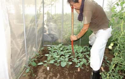 地床育苗の根切り作業の様子