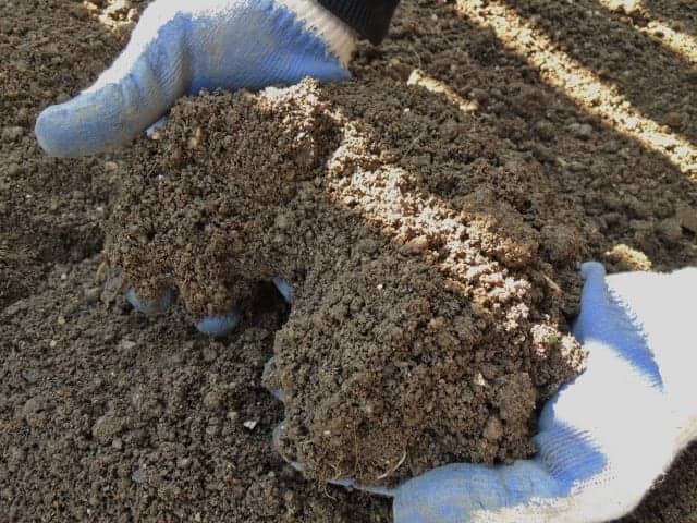 早期対策が必須 ヨトウムシに有効な対策方法とおすすめ駆除剤トップ5 農業 ガーデニング 園芸 家庭菜園マガジン Agri Pick