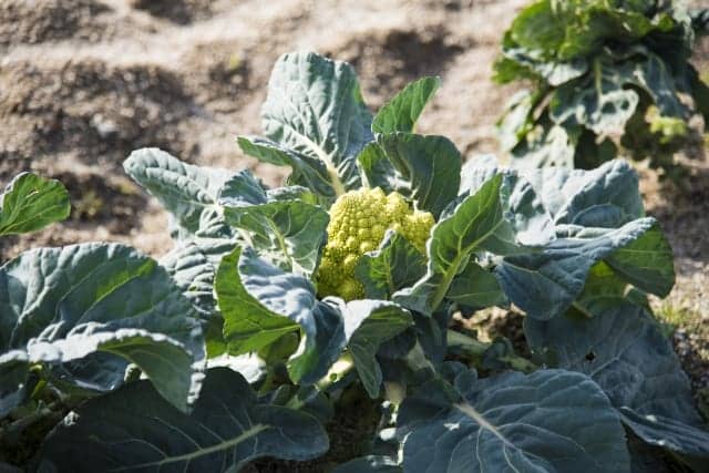 アートな野菜 ロマネスコを家庭菜園で育てよう 農業 ガーデニング 園芸 家庭菜園マガジン Agri Pick