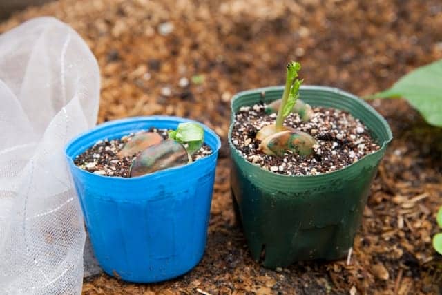 そら豆 ソラマメ の育て方 栽培方法 家庭菜園のプロ監修 基本から本格的な野菜作りのコツまでご紹介 農業 ガーデニング 園芸 家庭菜園マガジン Agri Pick