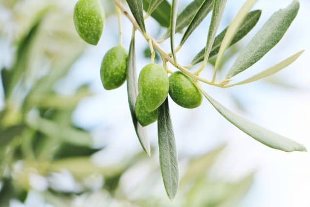 育て方のアドバイスつき オリーブの品種10選 見分け方や樹形の作り方を解説 農業 ガーデニング 園芸 家庭菜園マガジン Agri Pick
