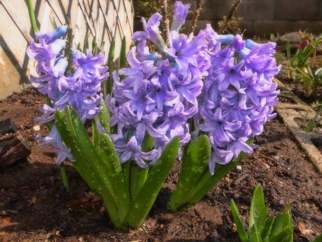 水栽培も庭植えも簡単 ヒヤシンスの育て方 農業 ガーデニング 園芸 家庭菜園マガジン Agri Pick