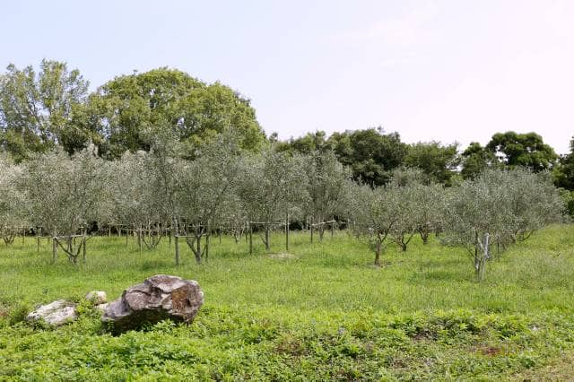 小豆島のオリーブ農家に聞く オリーブの木の育て方 地植え 農業 ガーデニング 園芸 家庭菜園マガジン Agri Pick