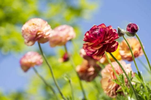 ラナンキュラスを球根から育てよう 農業 ガーデニング 園芸 家庭菜園マガジン Agri Pick