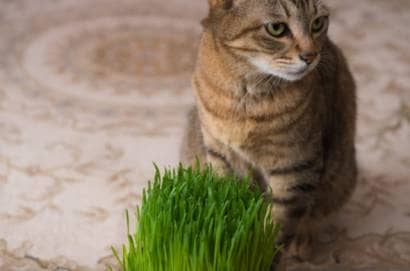 猫草を食べない猫