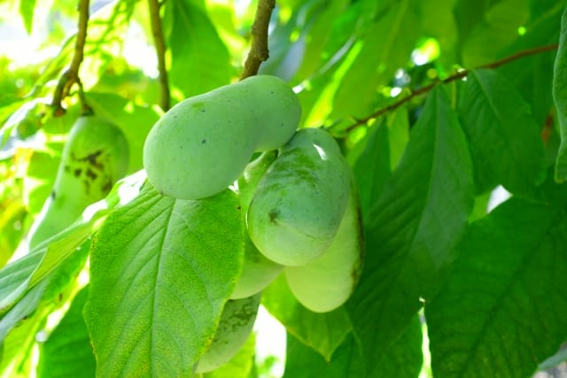 幻のフルーツ!?ポポーの育て方&食べ方｜農業・ガーデニング・園芸・家庭菜園マガジン[AGRI PICK]