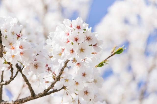 桜の挿し木の方法を解説 ペットボトルを育苗ポットに 時期や注意点も 農業 ガーデニング 園芸 家庭菜園マガジン Agri Pick