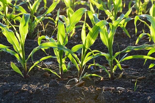 竹酢液は、土の殺菌や植物の成長促進に効果的