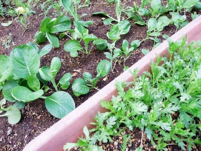鹿沼土とは 粒の大きさがミソ 使い方をマスターしよう 農業 ガーデニング 園芸 家庭菜園マガジン Agri Pick