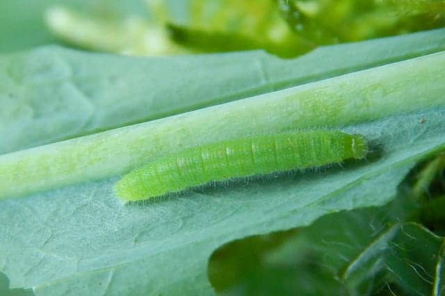 アオムシ 青虫 を防除する方法 農業 ガーデニング 園芸 家庭菜園マガジン Agri Pick