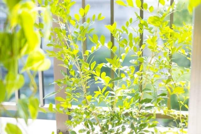 シルクジャスミン ゲッキツ の育て方 屋外 室内それぞれの栽培方法や植え替え 剪定方法など徹底解説 農業 ガーデニング 園芸 家庭菜園マガジン Agri Pick