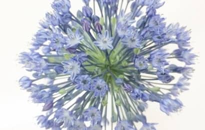 アリウム・ブルーパフュームは綺麗な青い花