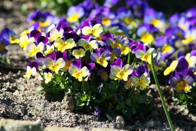 パンジーとビオラの育て方 開花時期や植え付けのコツまでプロが解説 おすすめの品種もご紹介 農業 ガーデニング 園芸 家庭菜園マガジン Agri Pick