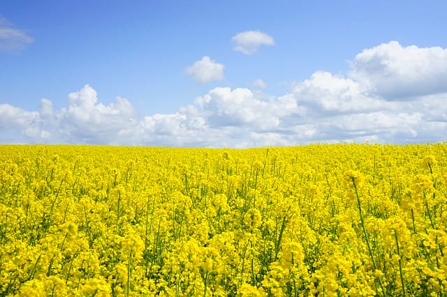 油かすの効果と使用方法｜農学博士が解説する正しい使い方や液肥の作り方｜農業・ガーデニング・園芸・家庭菜園マガジン[AGRI PICK]