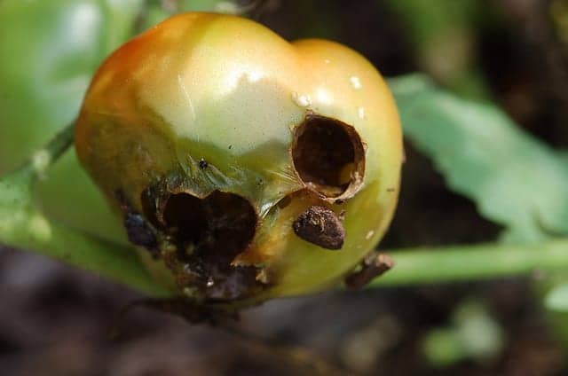 害虫によって大きく穴をあけられたトマトの果実