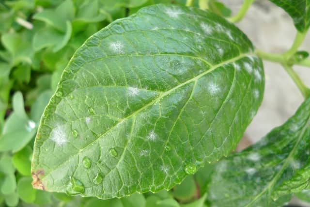 うどんこ病の原因と対策 防除方法と使用薬剤 農薬 農業 ガーデニング 園芸 家庭菜園マガジン Agri Pick