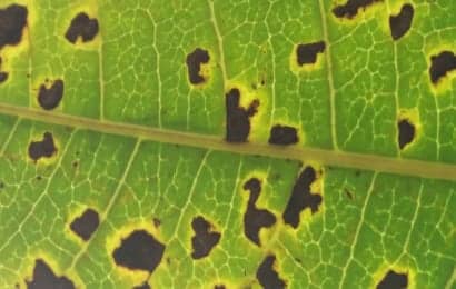 斑点細菌病におかされた植物の葉のハロー