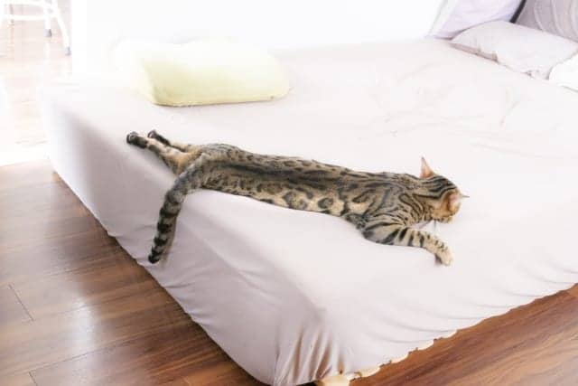ベッドで伸びる猫